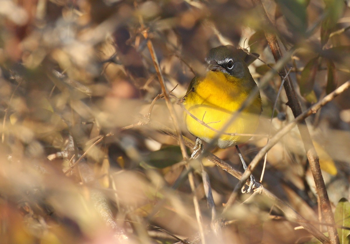 Yellow-breasted Chat - ML612109204