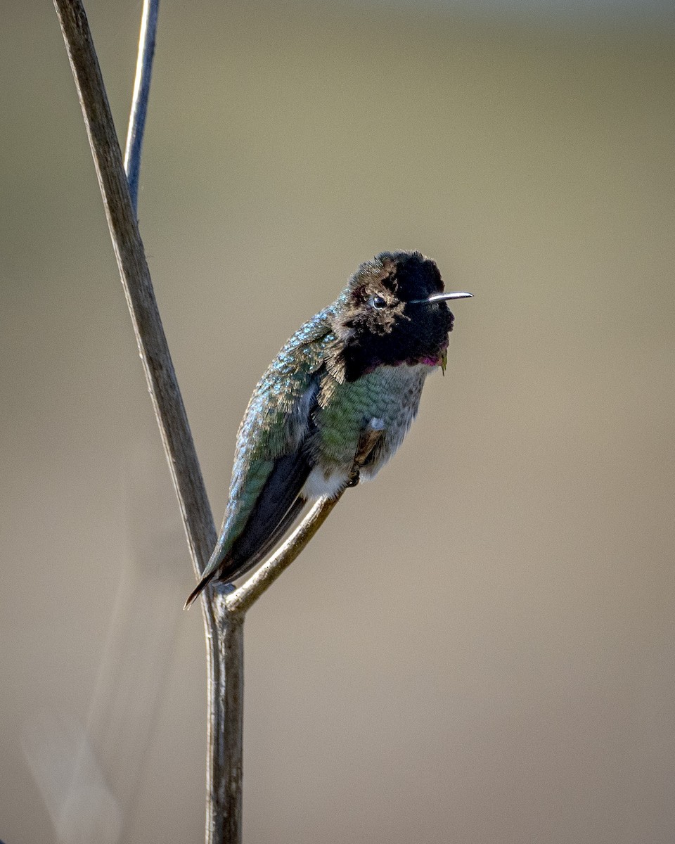 Anna's Hummingbird - ML612109308