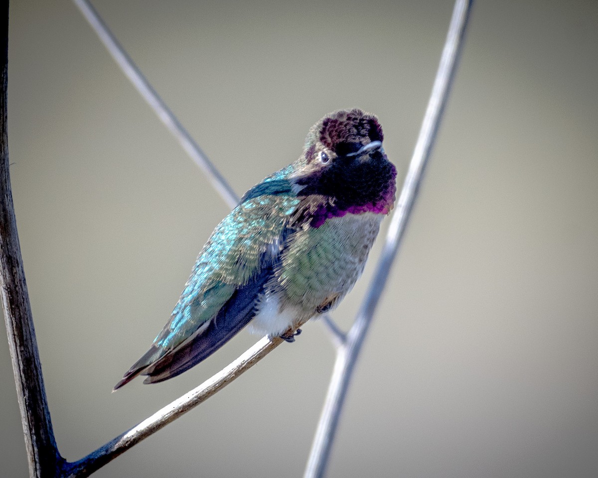 Anna's Hummingbird - ML612109309