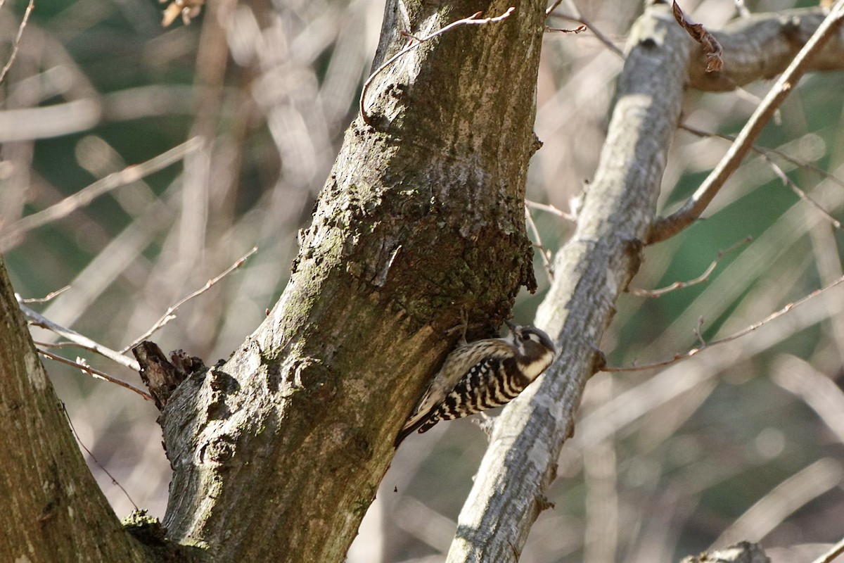 Japanese Pygmy Woodpecker - ML612109559