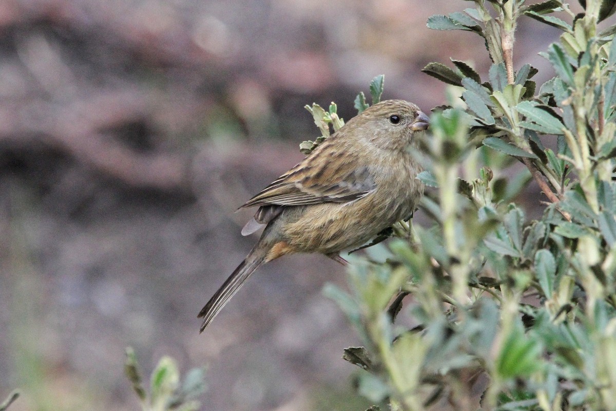 Plain-colored Seedeater - ML612109602
