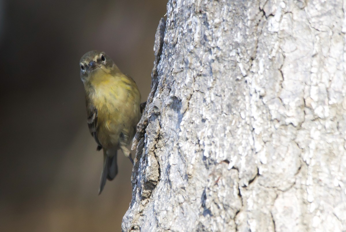 Pine Warbler - ML612109753