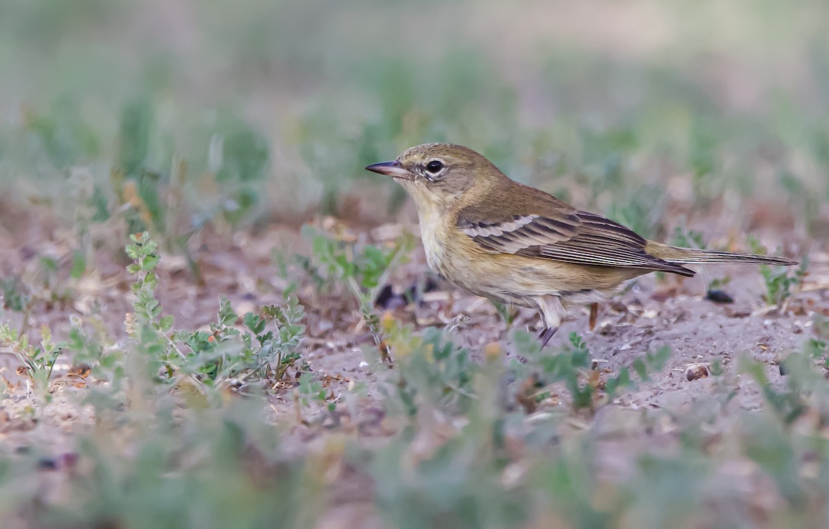 Pine Warbler - ML612109756