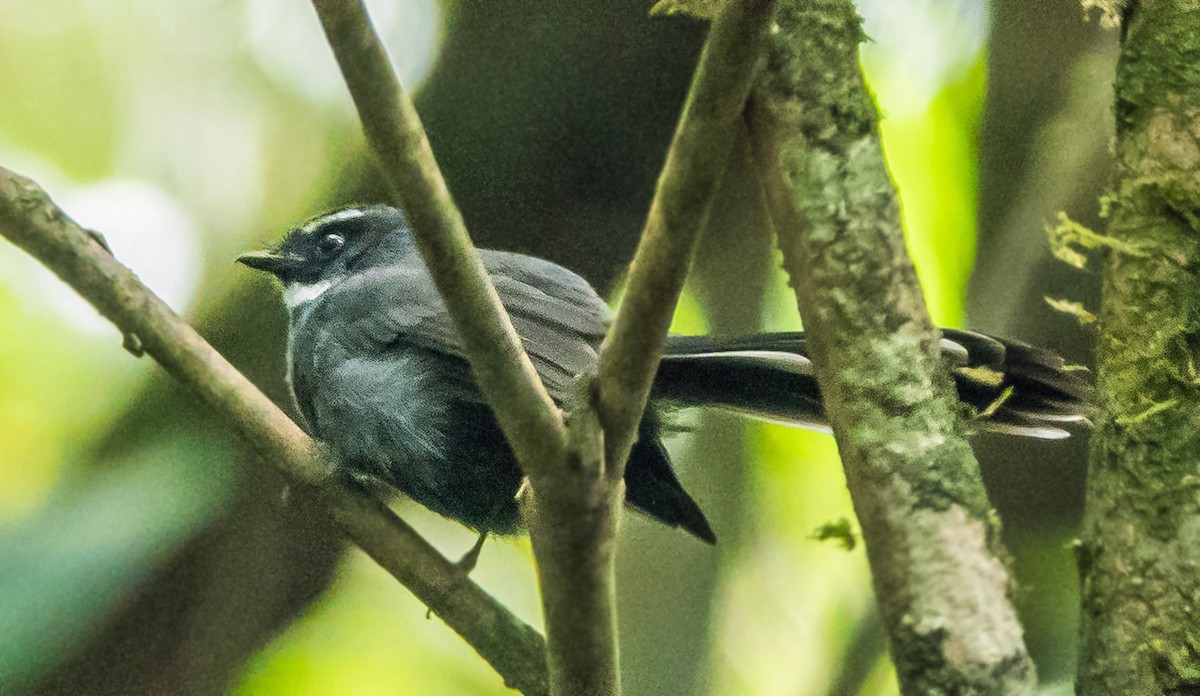 White-throated Fantail - Russell Scott