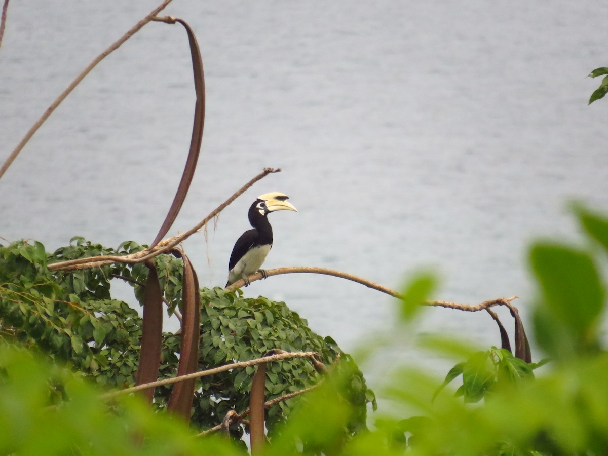 Oriental Pied-Hornbill - ML612109970