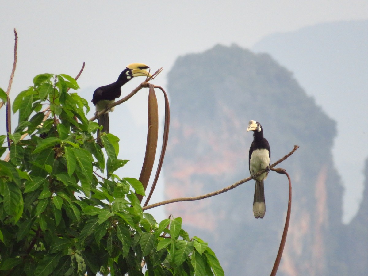 Oriental Pied-Hornbill - ML612109973