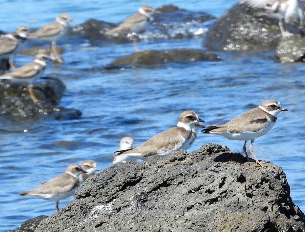 Semipalmated Plover - ML612109979