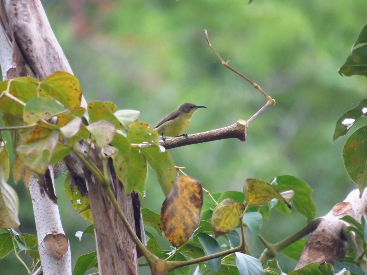Ornate Sunbird - ML612109980