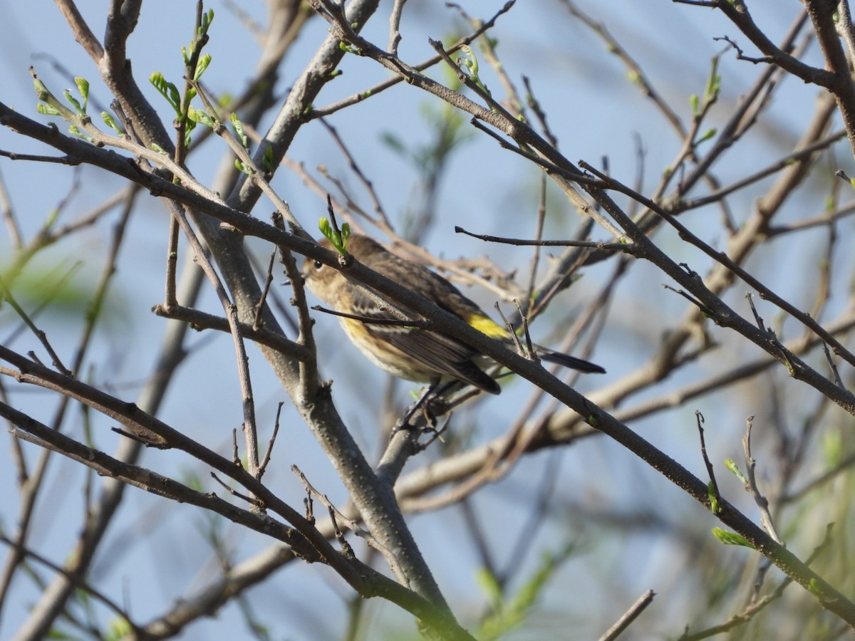 Yellow-rumped Warbler - ML612109983