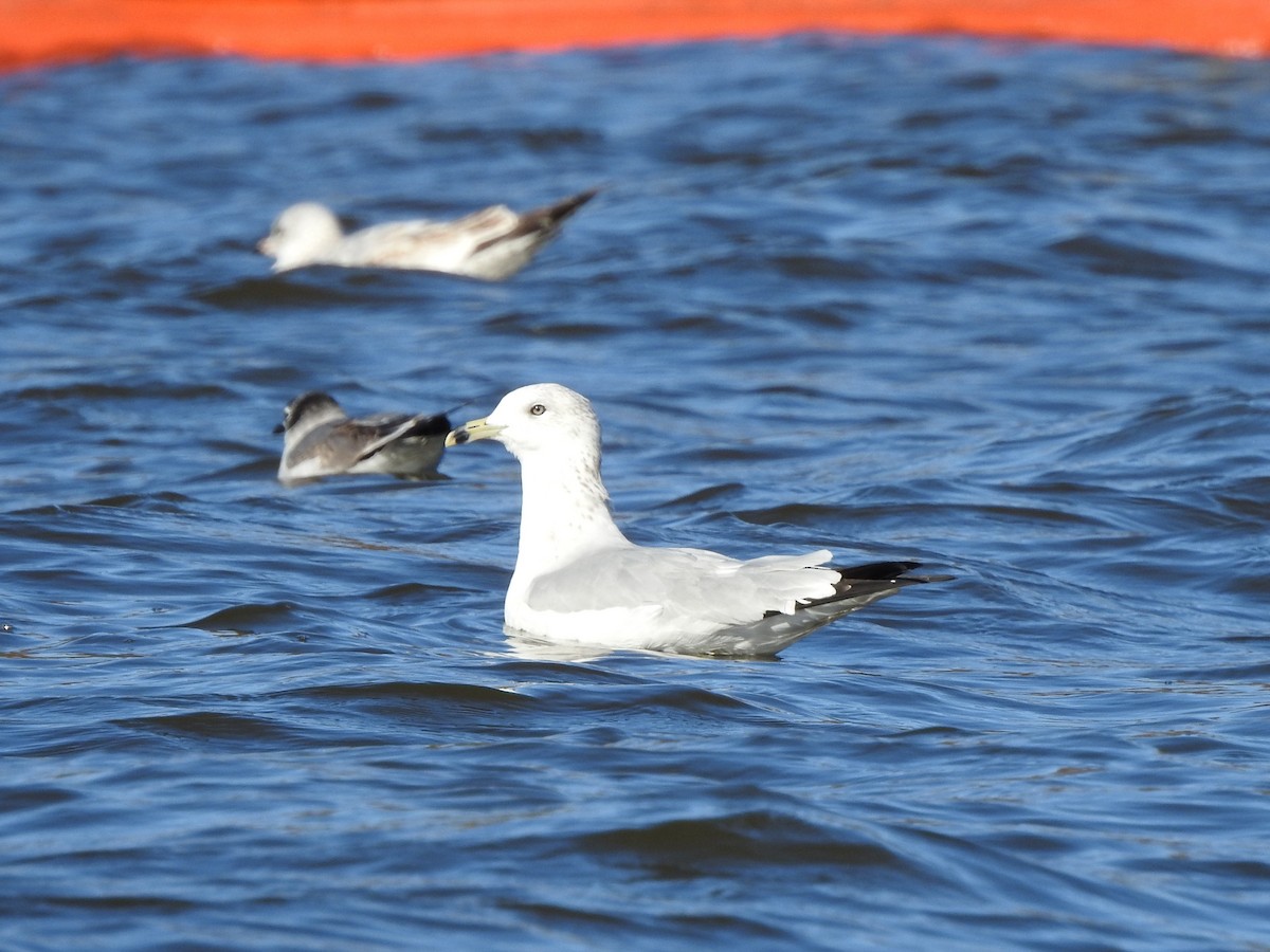 Ring-billed Gull - ML612109986