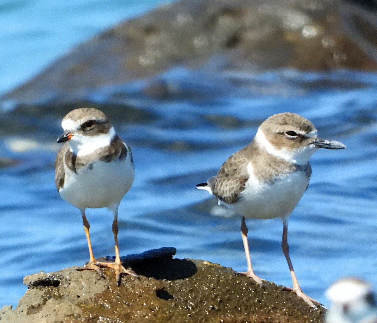 Wilson's Plover - ML612109990