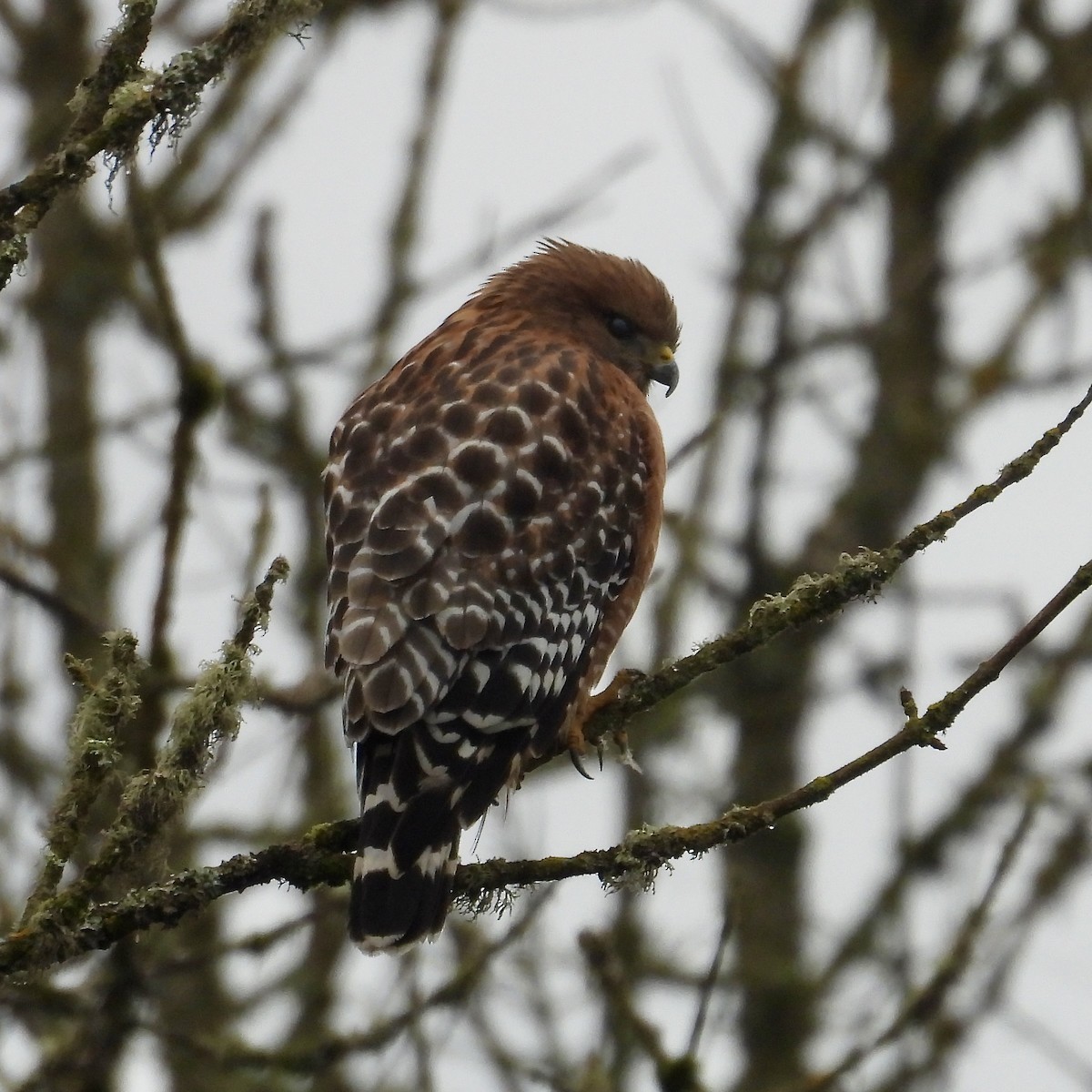 Red-shouldered Hawk - ML612109994
