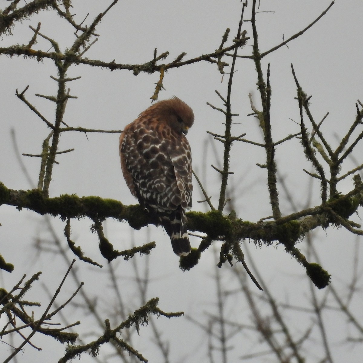 Red-shouldered Hawk - ML612109995