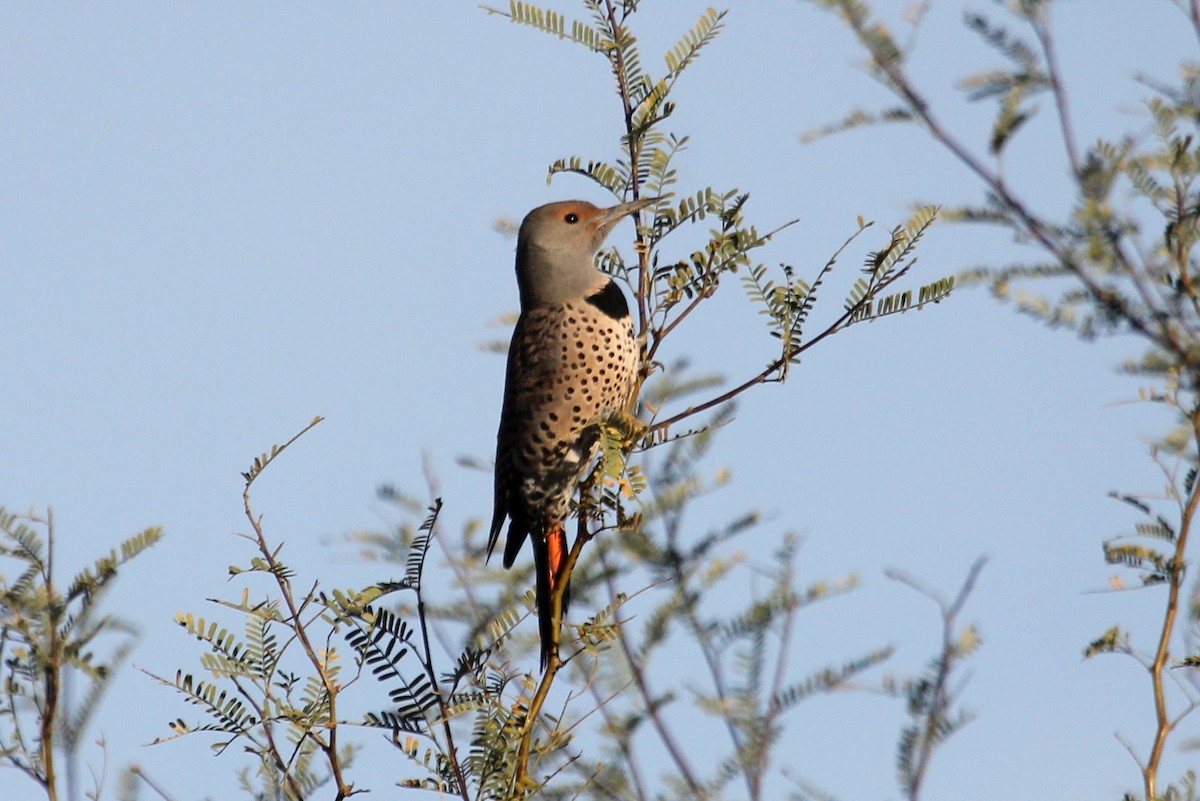 Northern Flicker (Red-shafted) - ML612109998