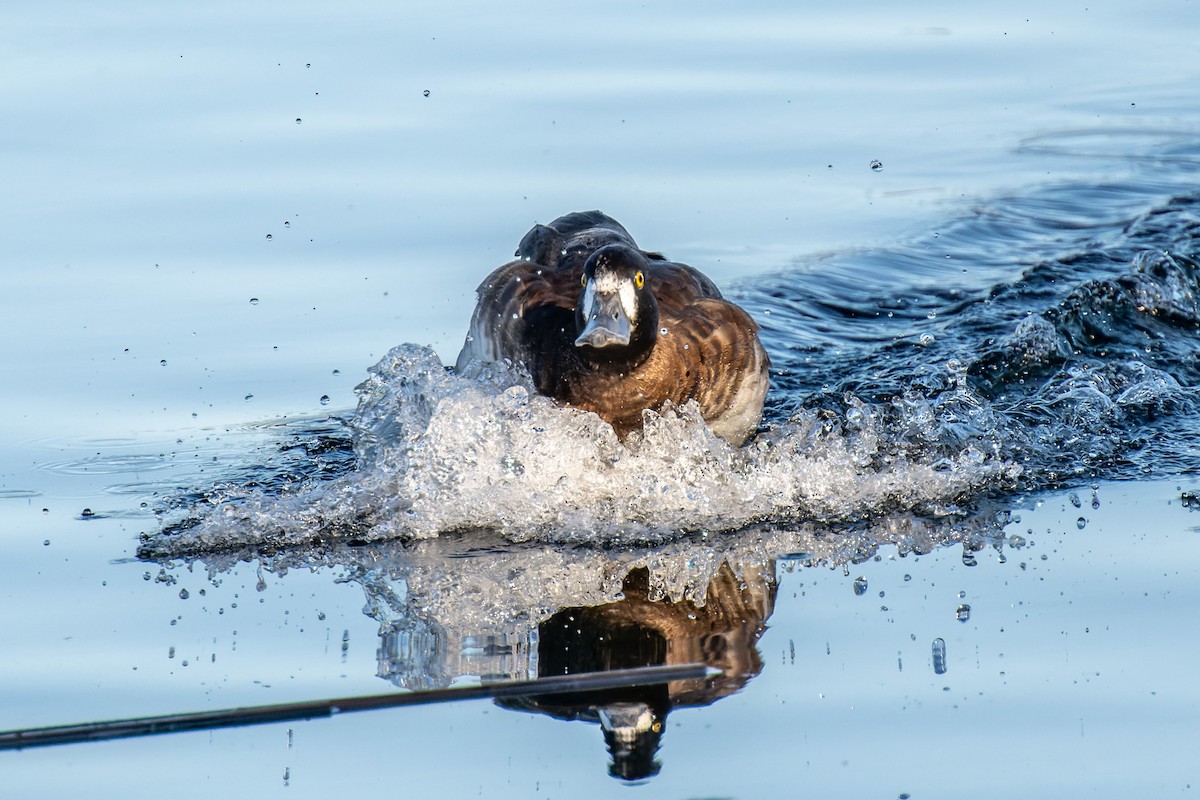 Lesser Scaup - ML612110008