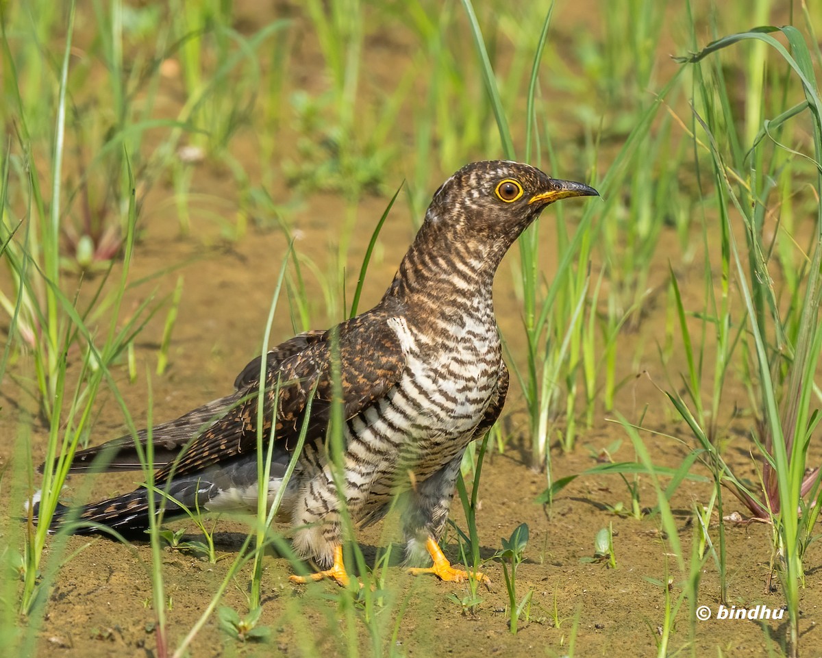 Common Cuckoo - Bindhu Mohan