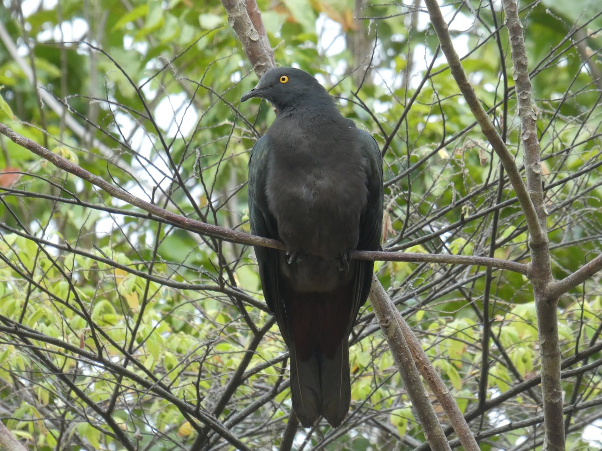 Christmas Island Imperial-Pigeon - ML612110112