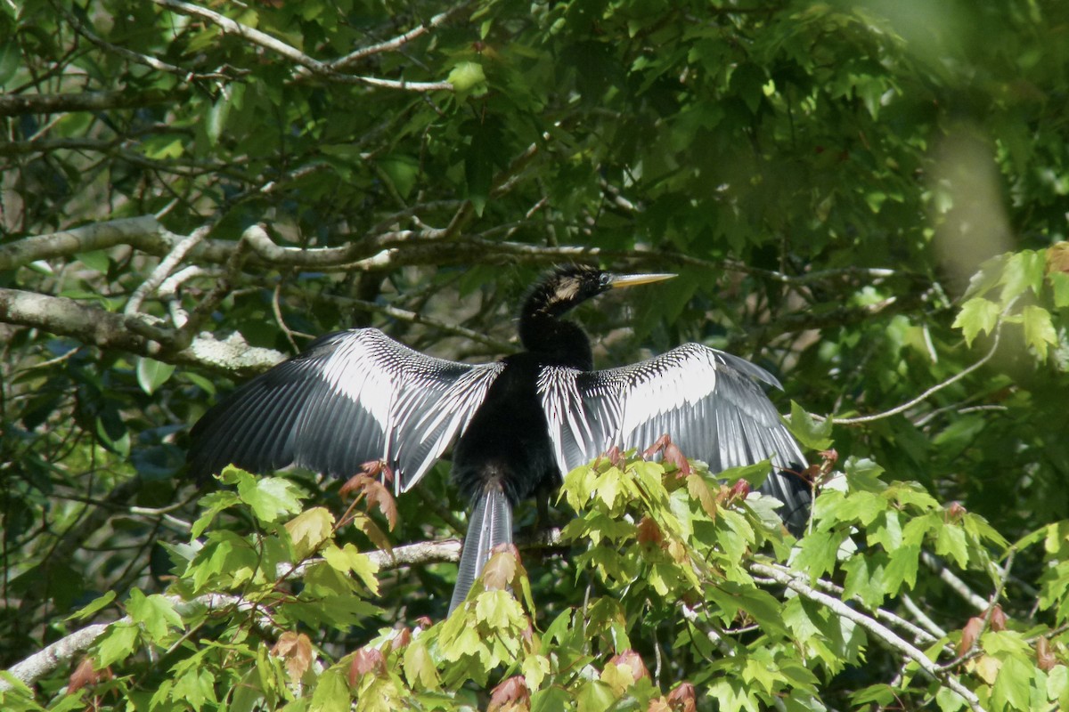 Anhinga - ML612110166