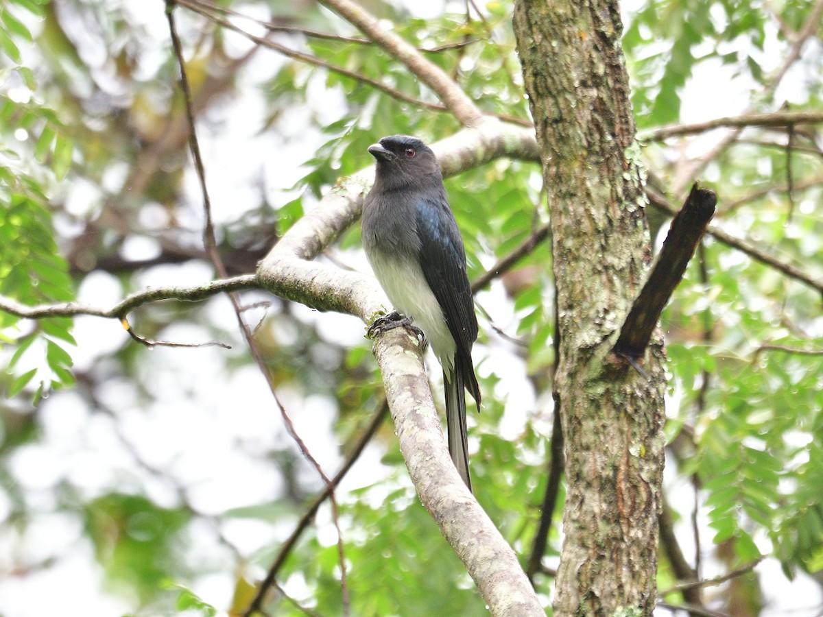 White-bellied Drongo - H Nambiar