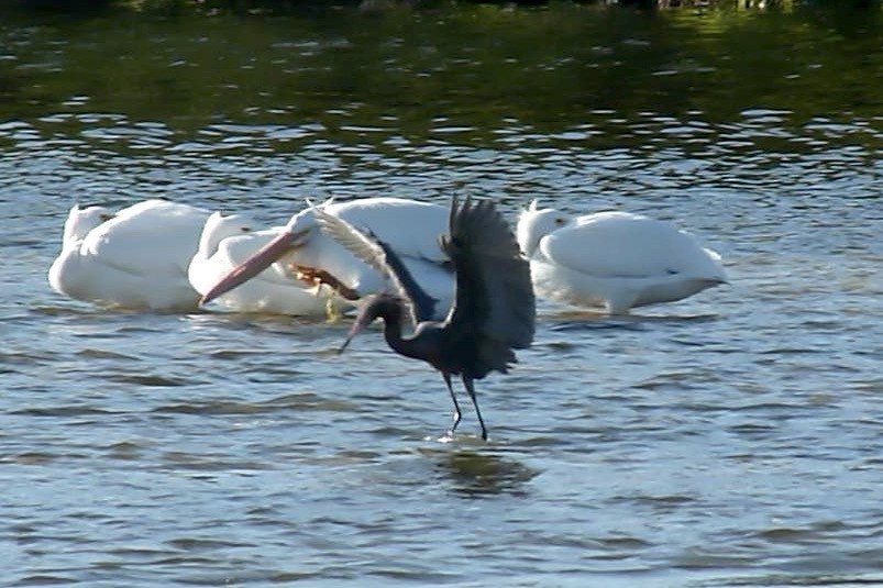 Reddish Egret - ML612110539