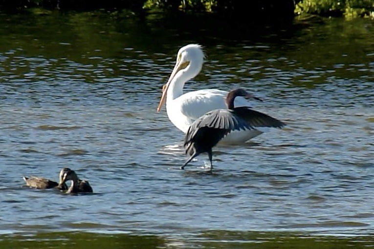 Reddish Egret - ML612110542