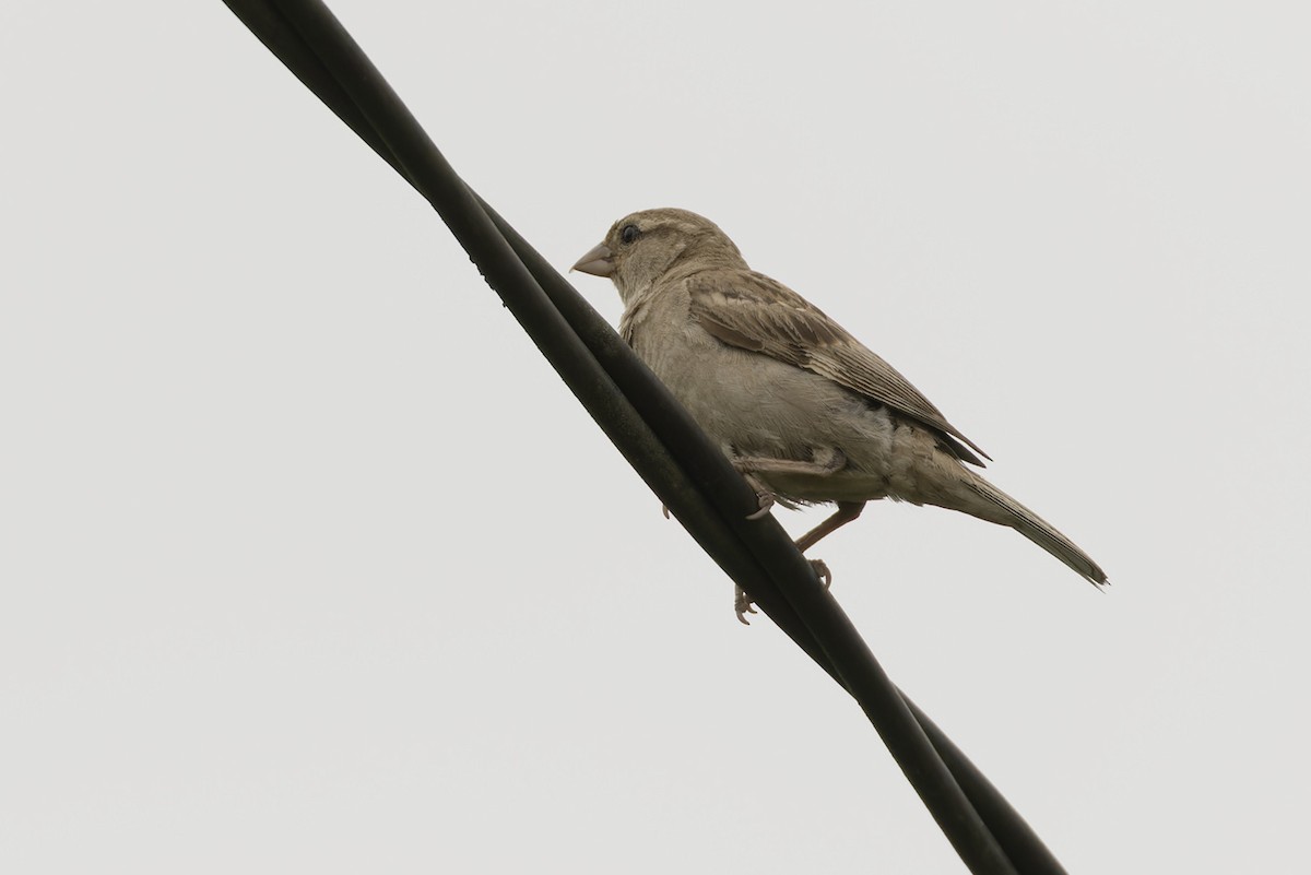 House Sparrow - ML612110570
