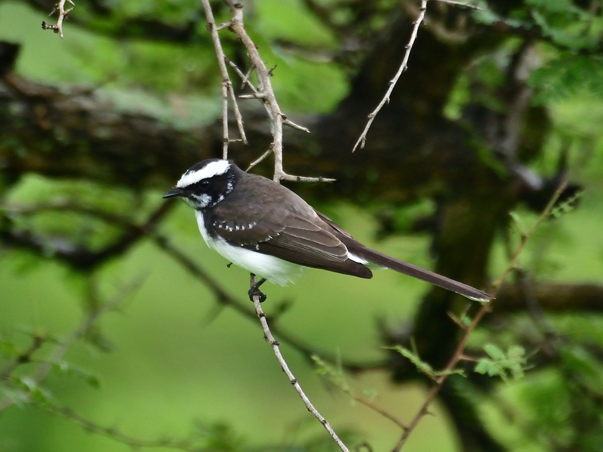 White-browed Fantail - ML612110585