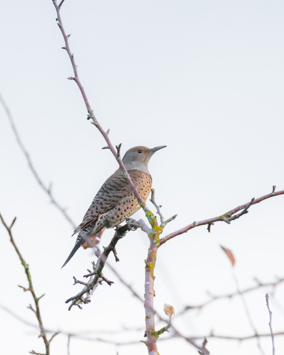 Northern Flicker (Red-shafted) - ML612110764