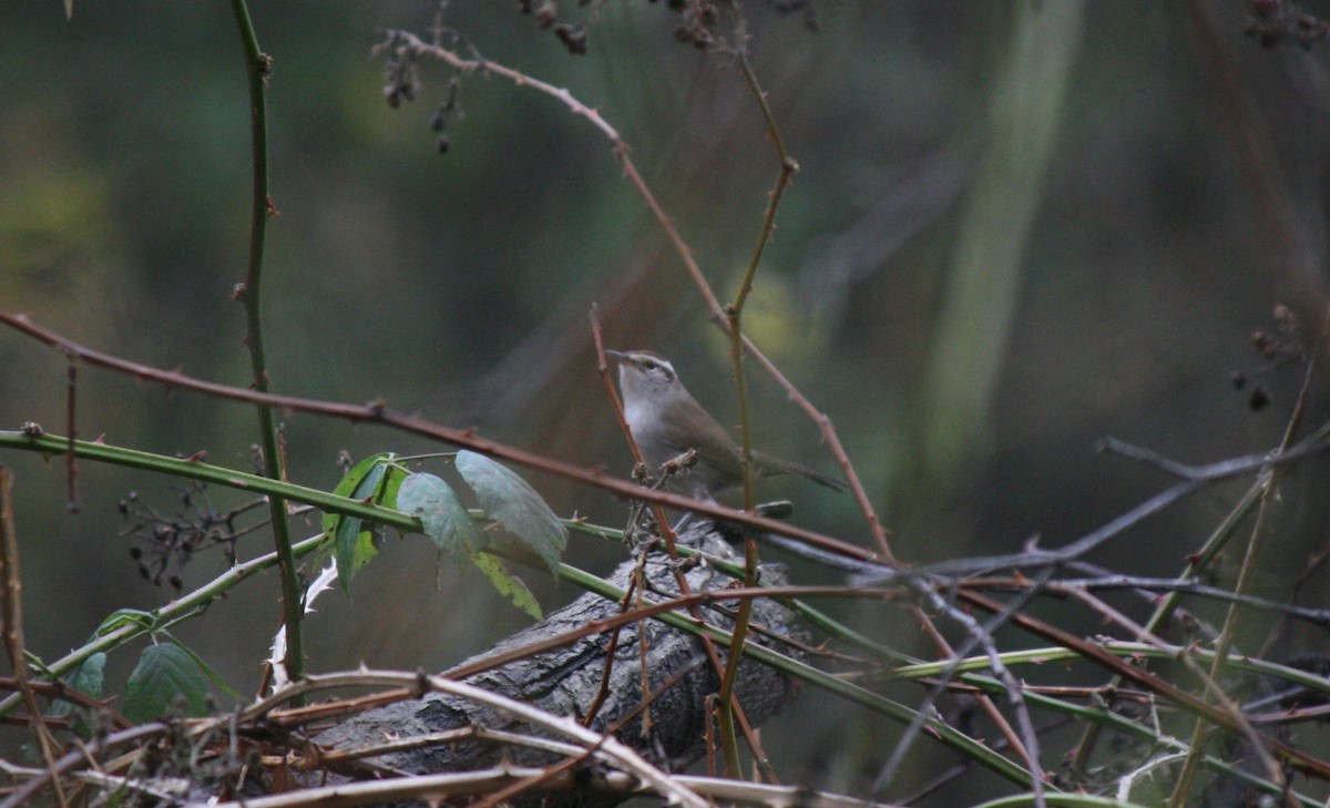 Bewick's Wren - ML612111014