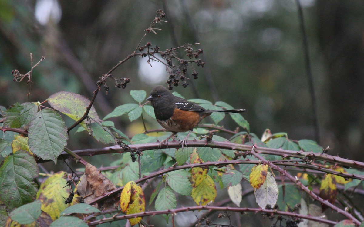 Spotted Towhee - ML612111023