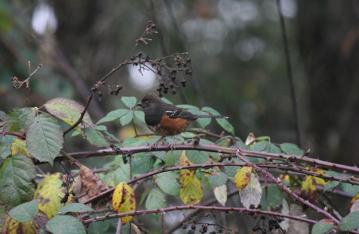 Spotted Towhee - ML612111024