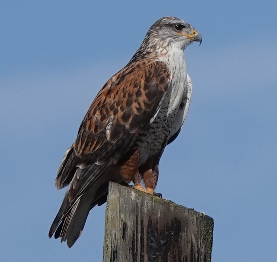Königsbussard - ML612111030