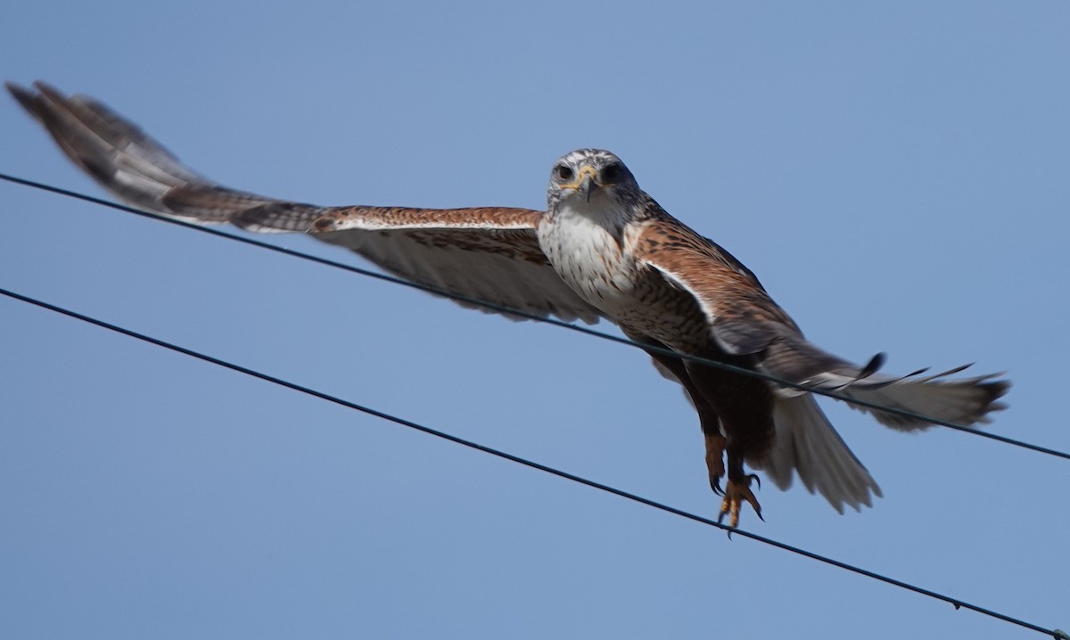 Königsbussard - ML612111033