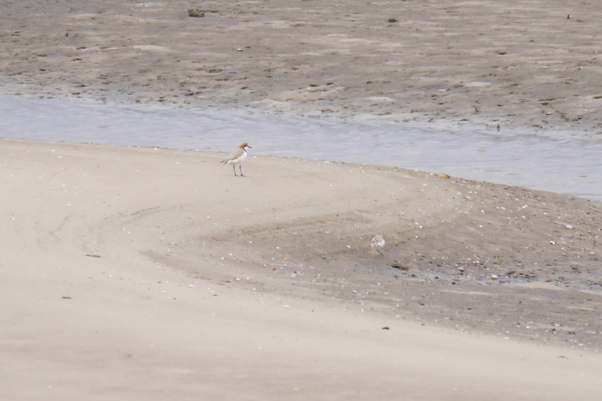 Red-capped Plover - ML612111112