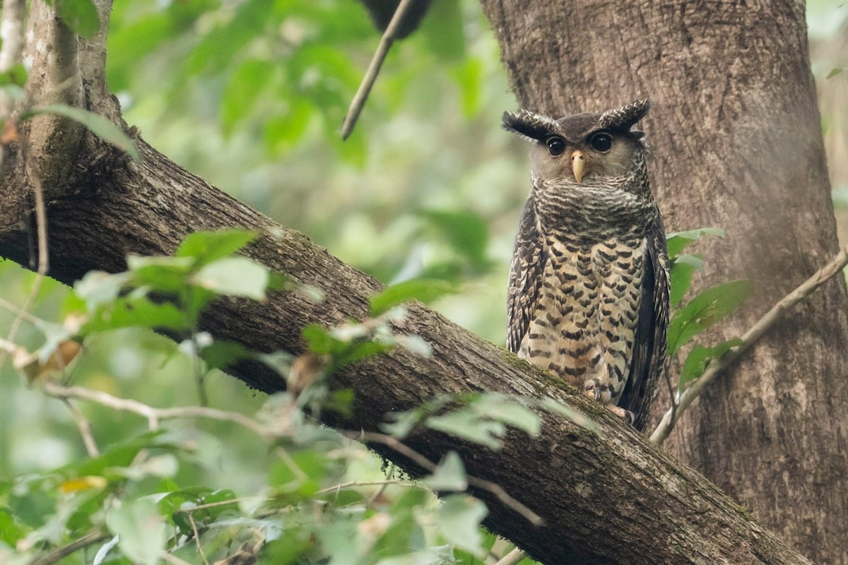 Spot-bellied Eagle-Owl - ML612111225