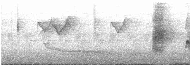 דרונגו עשנוני (לבן-לחי) - ML612111521