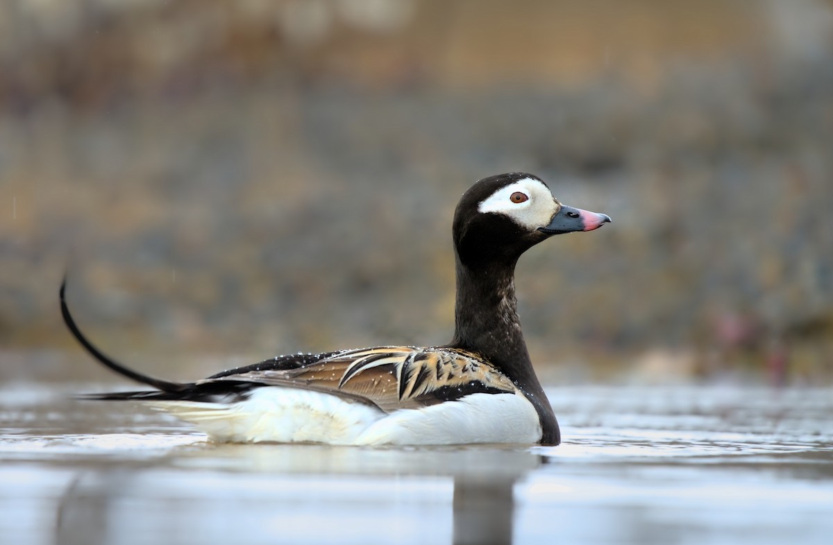Long-tailed Duck - ML612111686