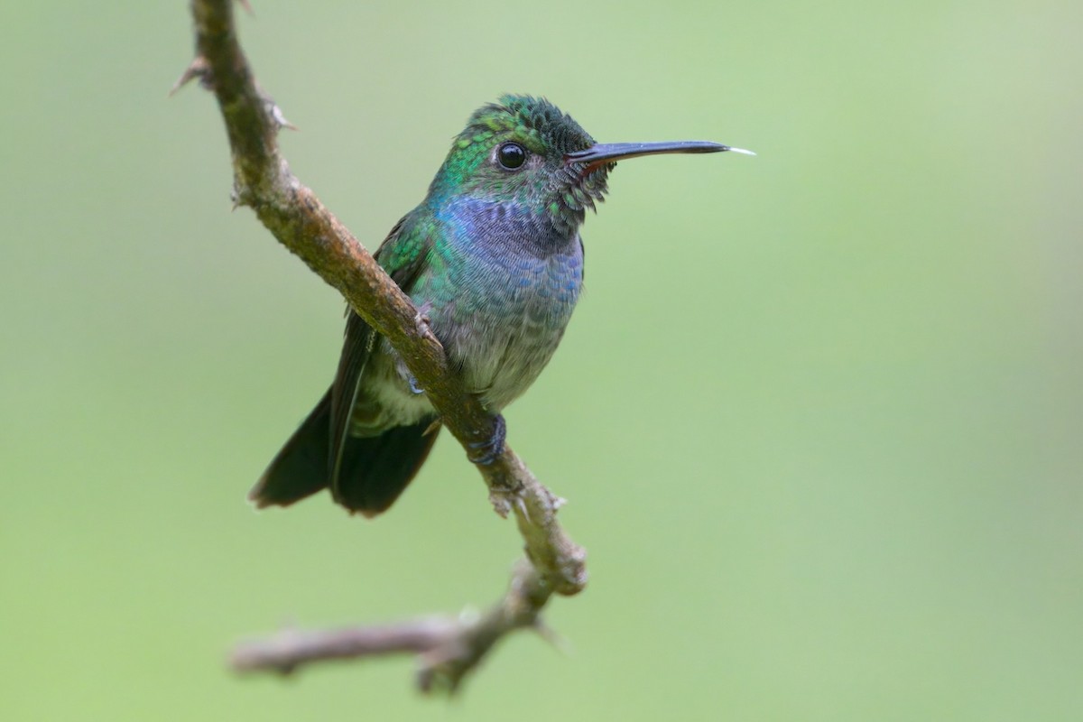 Blue-chested Hummingbird - ML612111697