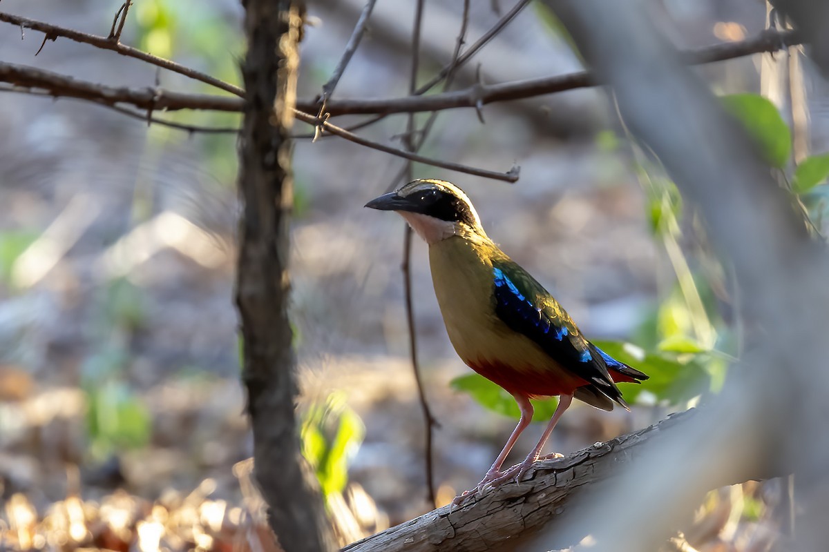 African Pitta - Niall D Perrins