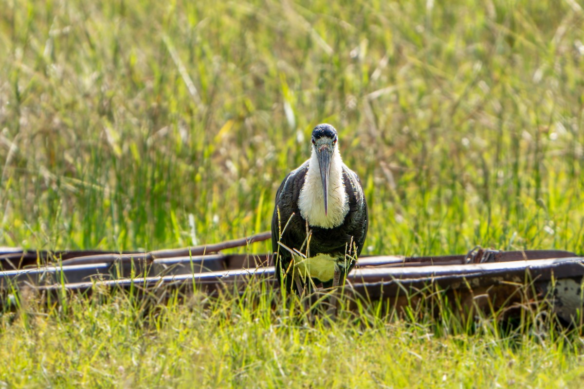 Asian Woolly-necked Stork - ML612112550