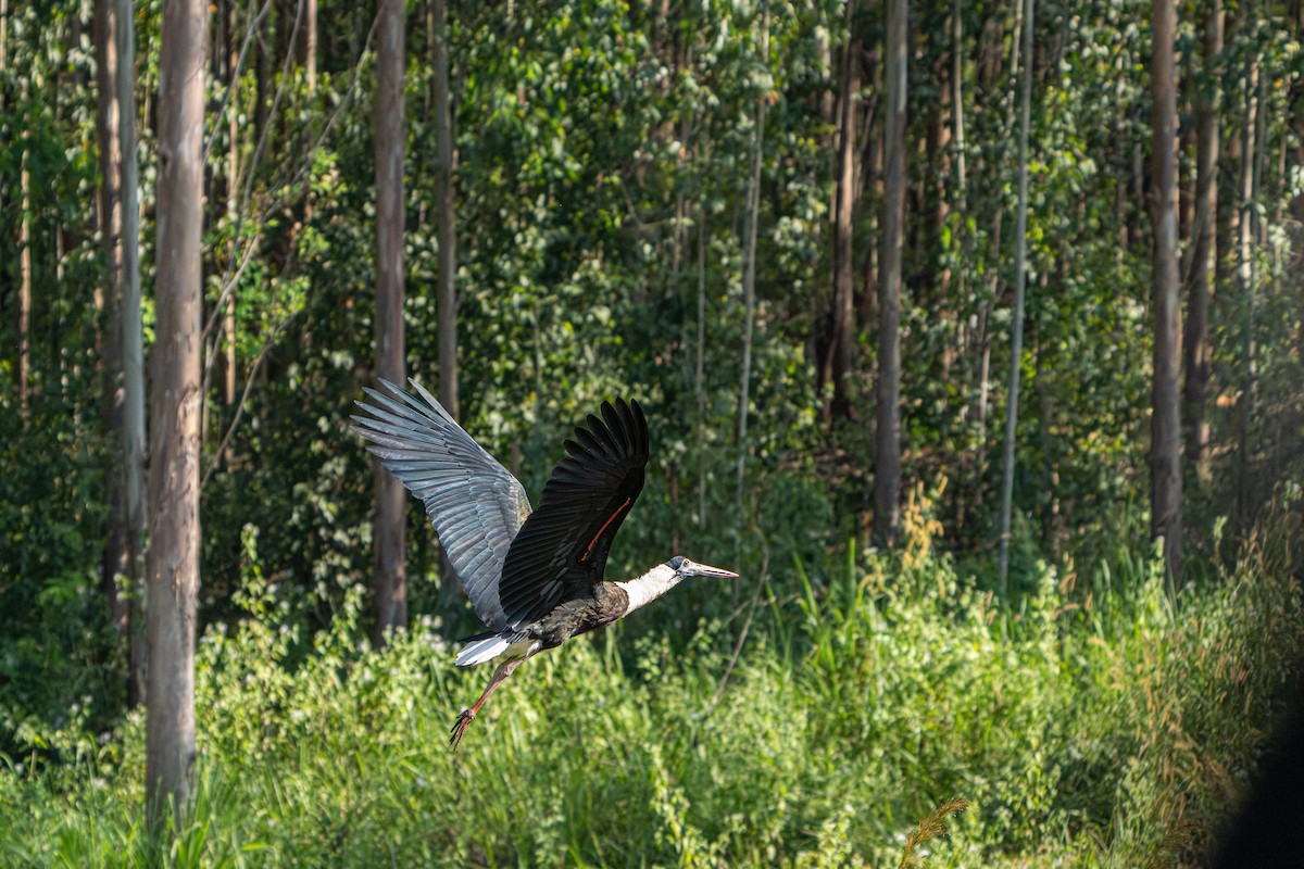Asian Woolly-necked Stork - ML612112554