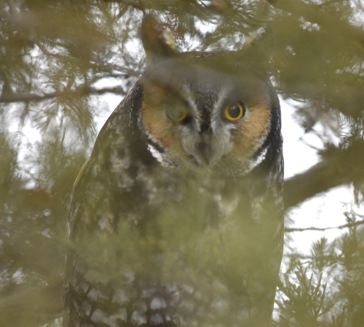 Long-eared Owl - ML612112557