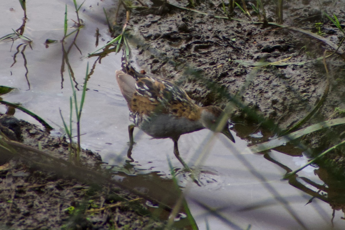 Ebird Australia Checklist Dec Rail Trail Launching Place