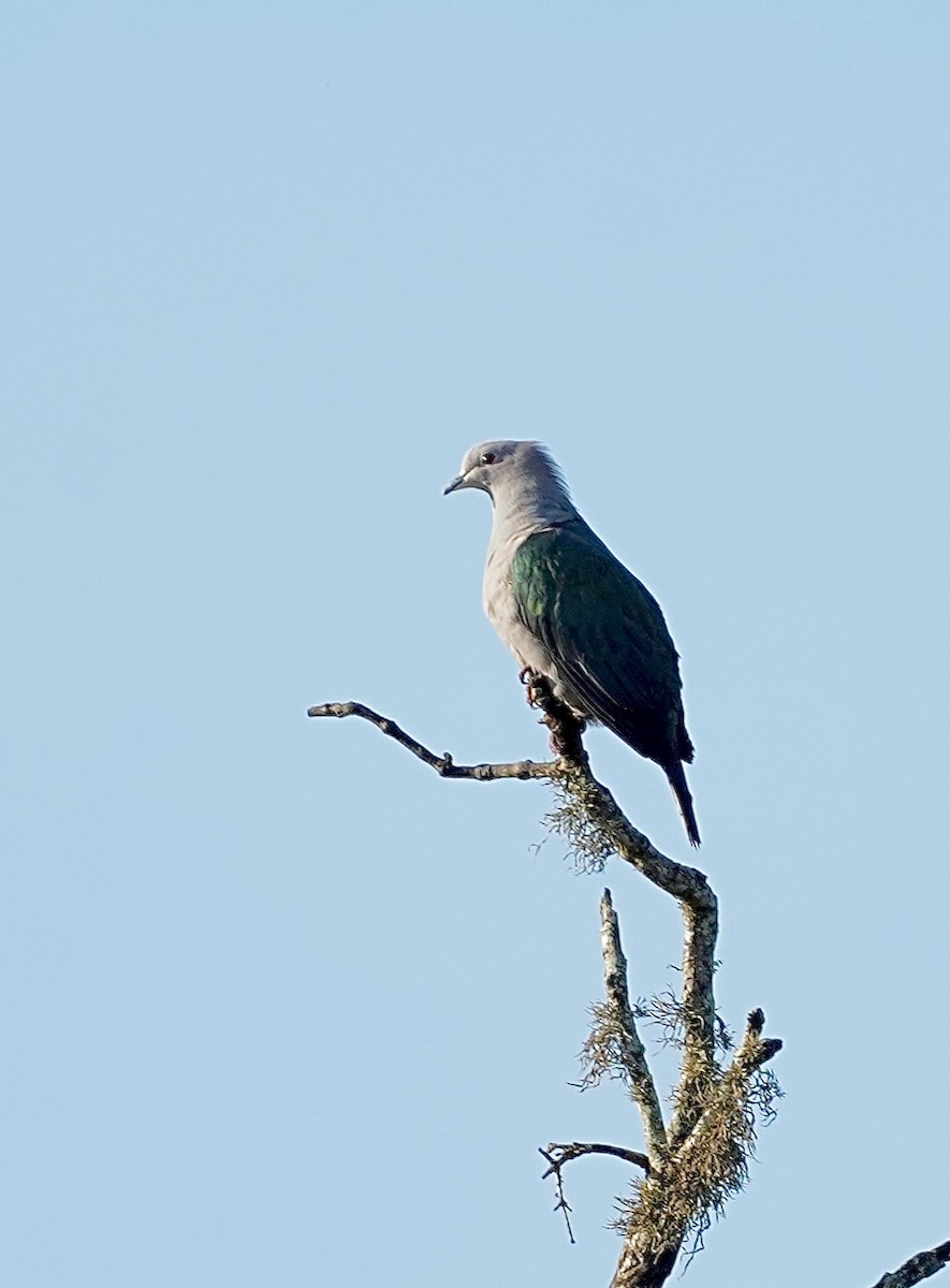 Green Imperial-Pigeon - ML612112764