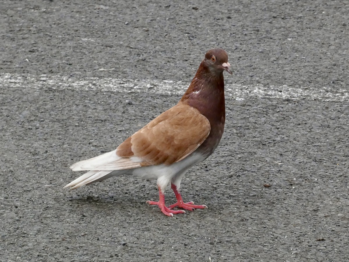 Rock Pigeon (Feral Pigeon) - ML612112999