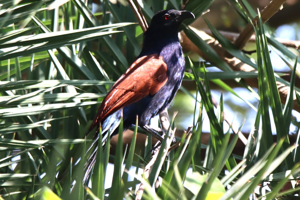Greater Coucal - ML612113271