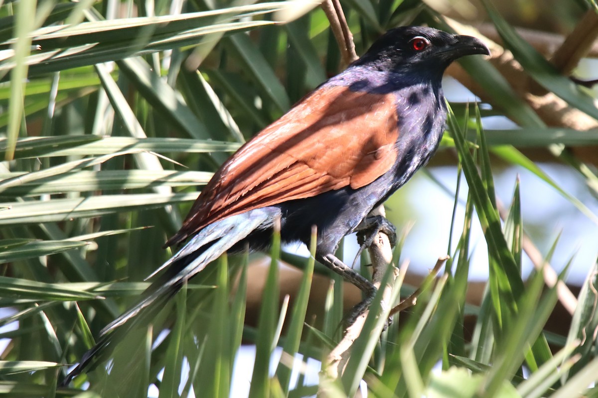 Greater Coucal - ML612113272