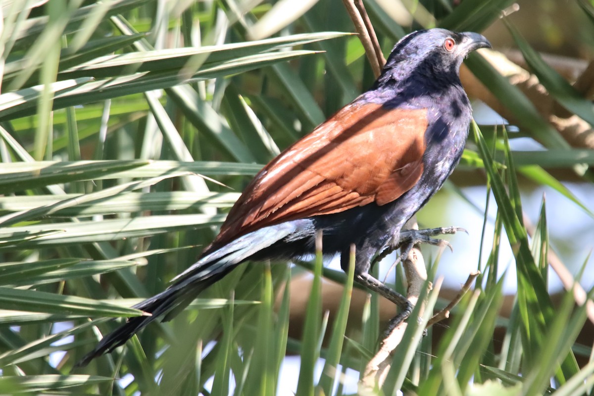 Greater Coucal - ML612113273