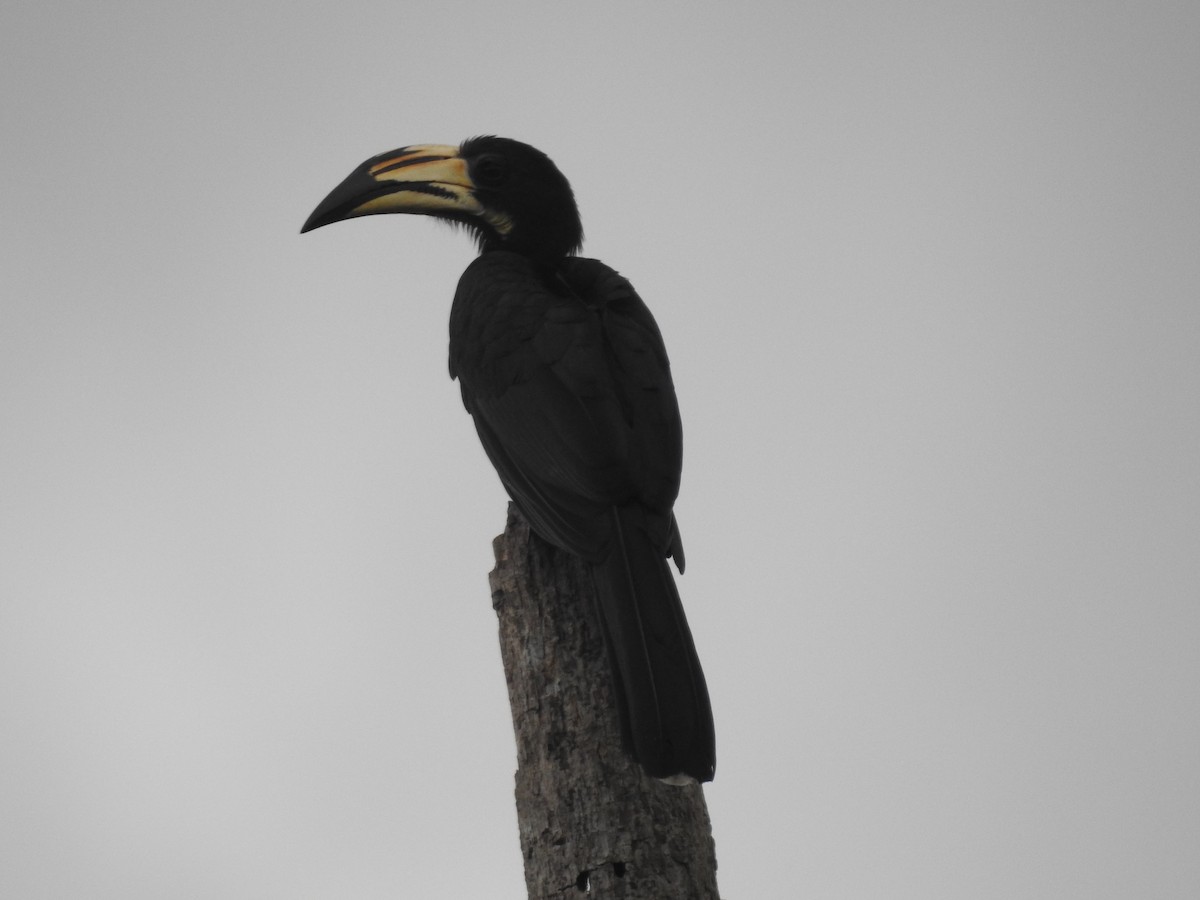 West African Pied Hornbill - Colin Smith