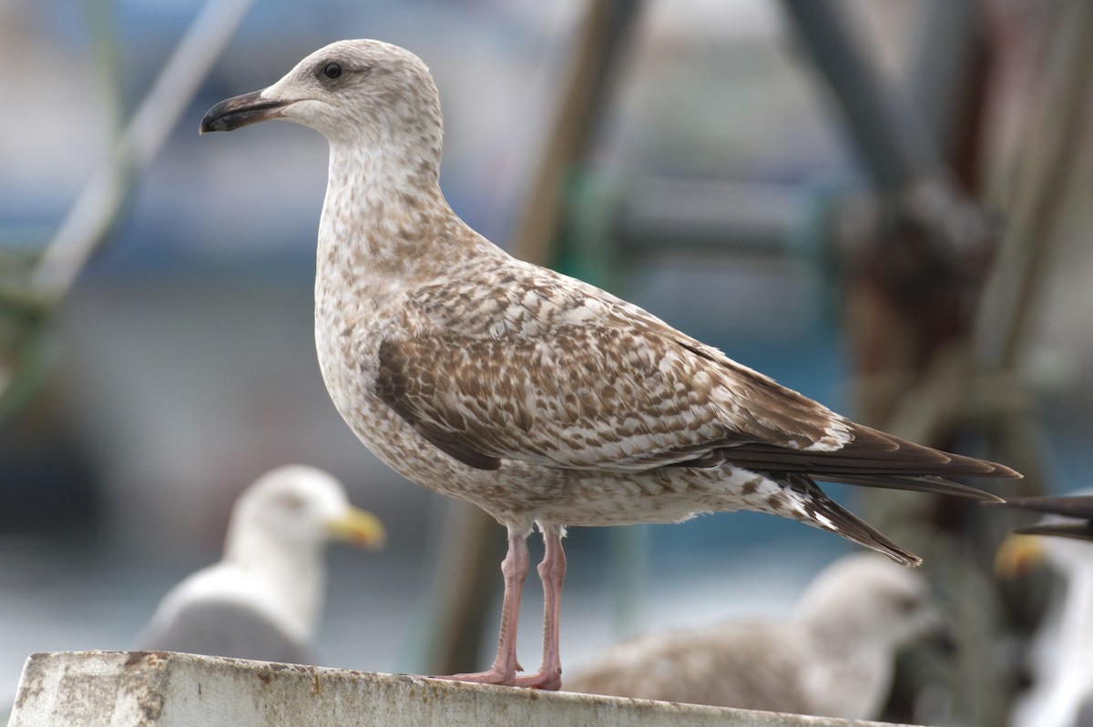 Herring Gull (European) - ML612113700